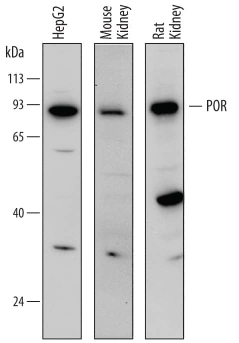 Detection of Human, Mouse, and Rat POR/ Cytochrome P450 Reductase antibody by Western Blot.