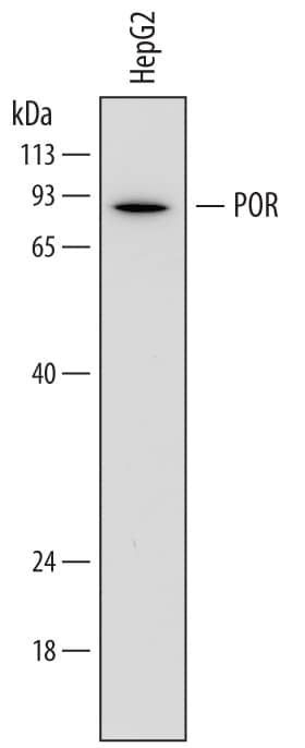 Detection of Human POR/Cytochrome P450 Reductase antibody by Western Blot.