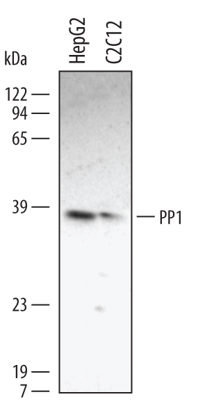 Detection of Human/Mouse/Rat PP1 Catalytic Subunit, antibody by Western Blot.