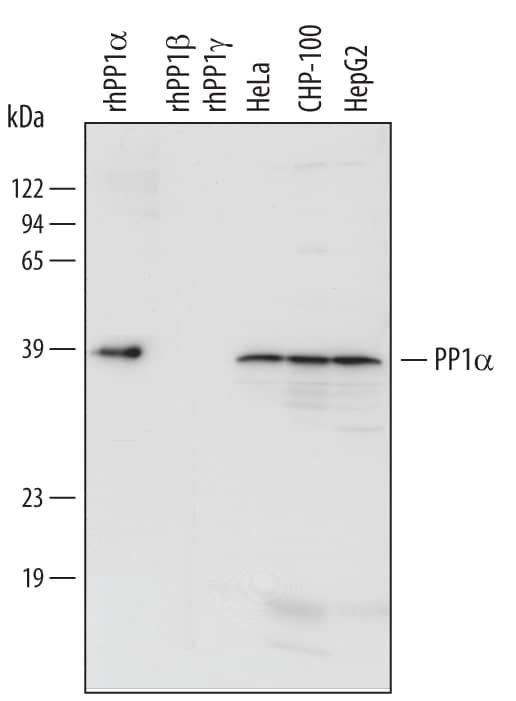 Detection of Human PP1a antibody by Western Blot.