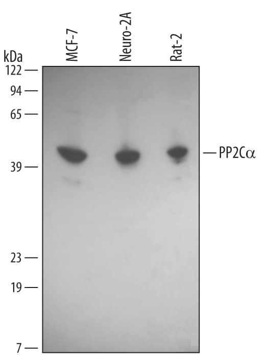 Detection of Human, Mouse, and Rat PP2Ca/PPM1A antibody by Western Blot.