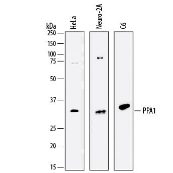 Detection of Human, Mouse, and Rat Inorganic Pyrophosphatase/PPA1 antibody by Western Blot.