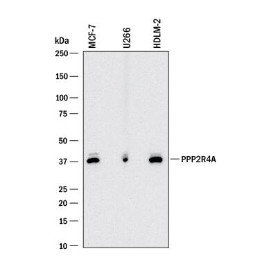 Detection of Human PPP2R4 antibody by Western Blot.