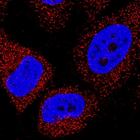 PRAS40 antibody in HeLa Human Cell Line by Immunocytochemistry (ICC).