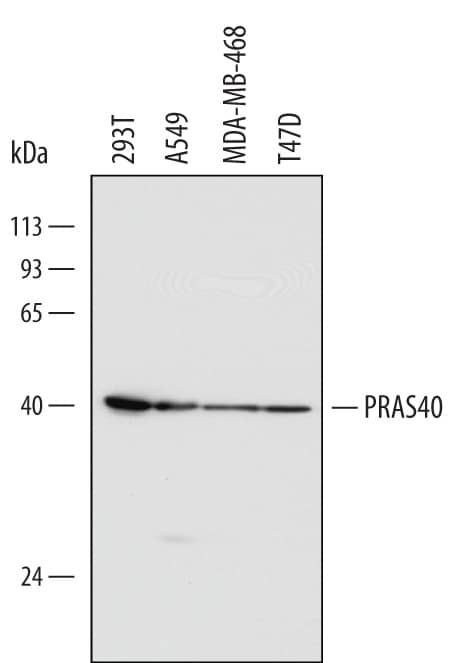 Detection of Human PRAS40 antibody by Western Blot.