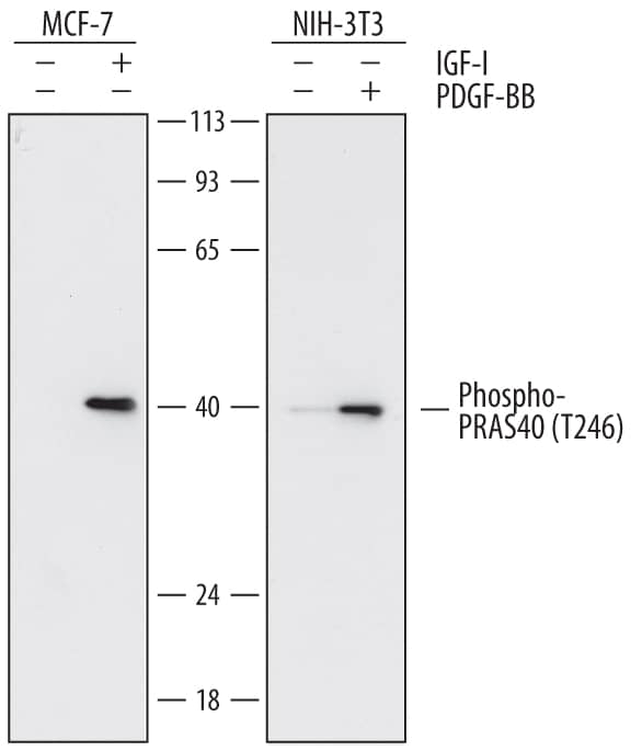 Detection of Human and Mouse Phospho-PRAS40 (T246) antibody by Western Blot.