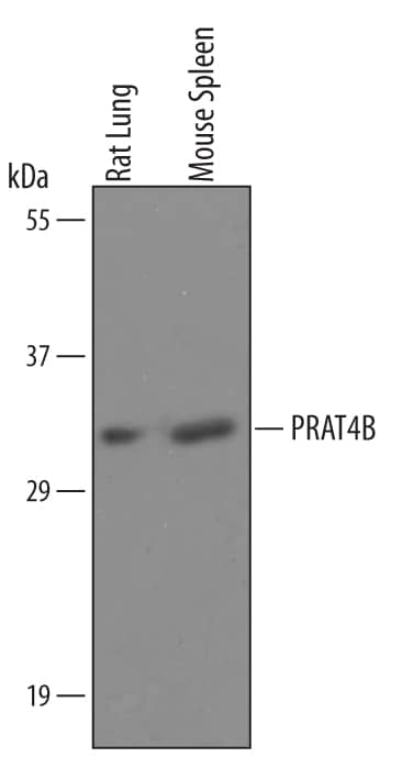 Detection of Mouse and Rat PRAT4B antibody by Western Blot.