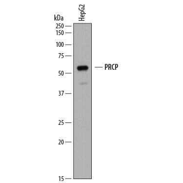 Detection of Human Lysosomal Pro-X Carboxypeptidase/PRCP antibody by Western Blot.