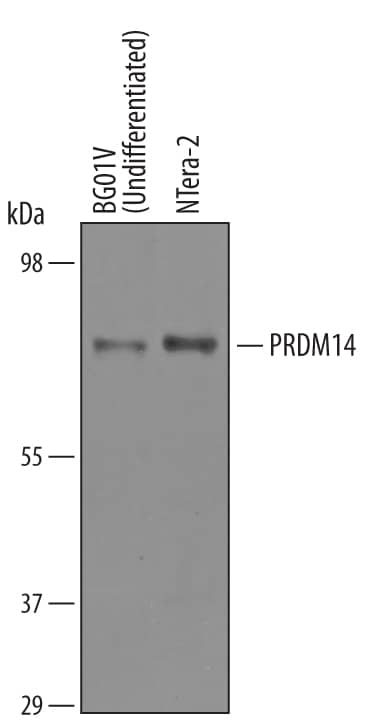 Detection of Human PRDM14 antibody by Western Blot.