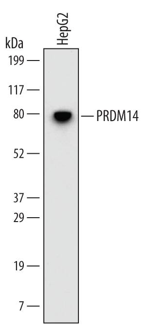 Detection of Human PRDM14 antibody by Western Blot.