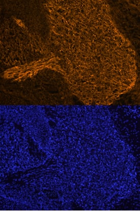 PRDM16 antibody in Mouse Embryo by Immunohistochemistry (IHC-Fr).