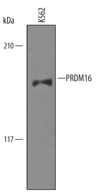 Detection of Human PRDM16 antibody by Western Blot.