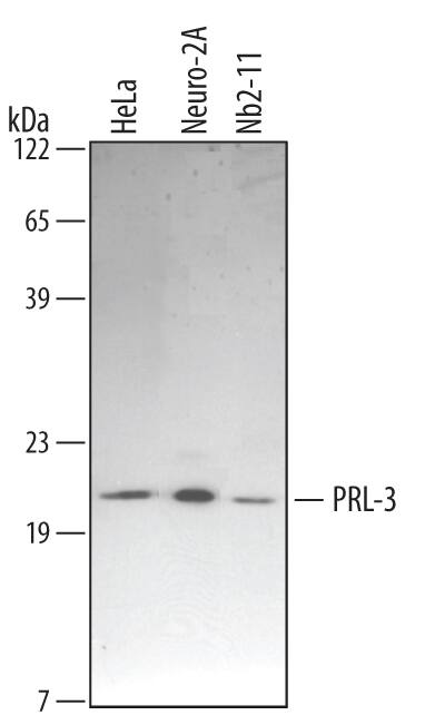 Detection of Human/Mouse/Rat PRL-3 antibody by Western Blot.