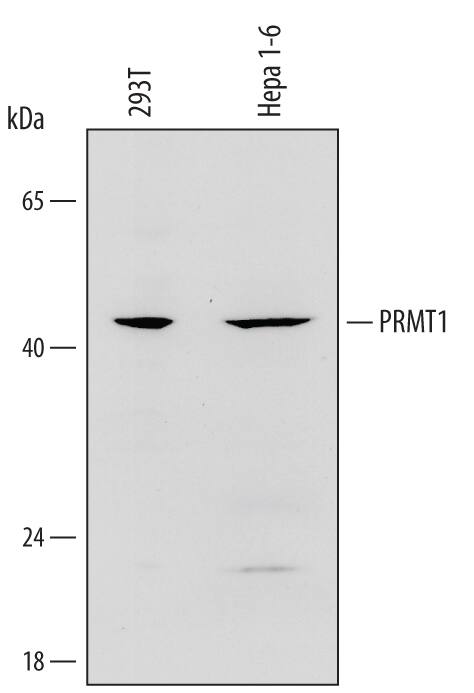 Detection of Human and Mouse PRMT1 antibody by Western Blot.