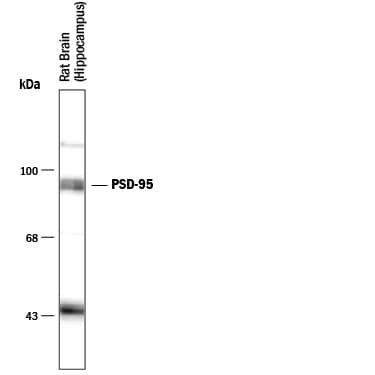 Detection of PSD-95 antibody by Western Blot.