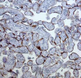 PSG antibody in Human Placenta by Immunohistochemistry (IHC-P).