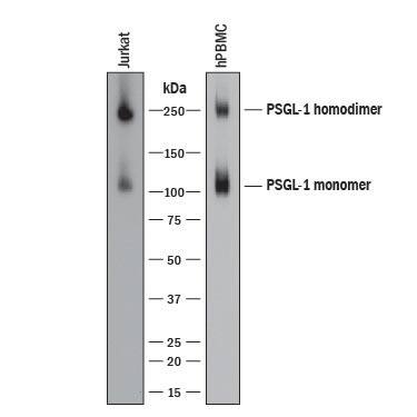 Detection of Human PSGL-1/CD162 antibody by Western Blot.