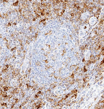 PSGL-1/CD162 antibody in Human Tonsil by Immunohistochemistry (IHC-P).