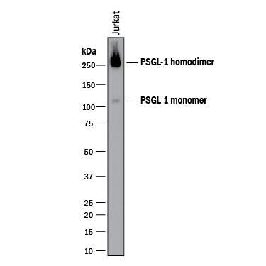 Detection of Human PSGL-1/CD162 antibody by Western Blot.