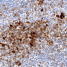 PSGL-1/CD162 antibody in Human Tonsil by Immunohistochemistry (IHC-P).