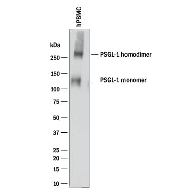 Detection of Human PSGL-1/CD162 antibody by Western Blot.