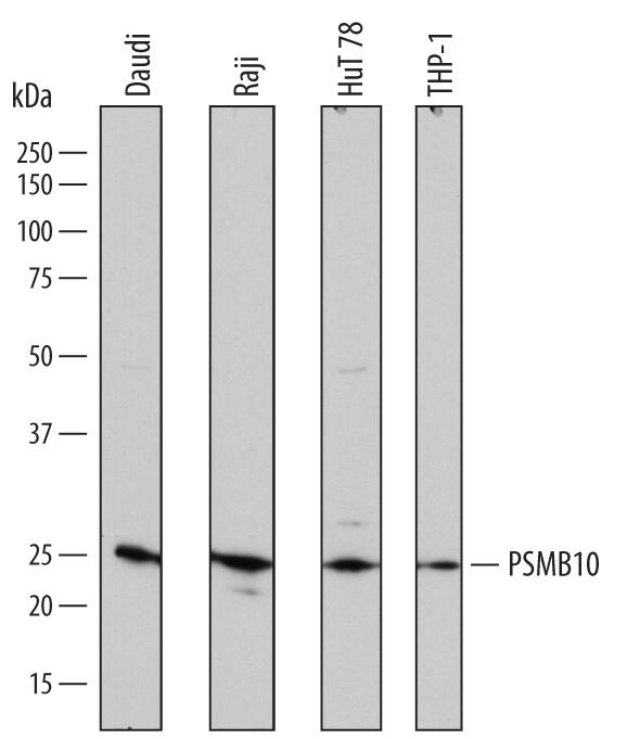 Detection of Human PSMB10/MECL1 antibody by Western Blot.