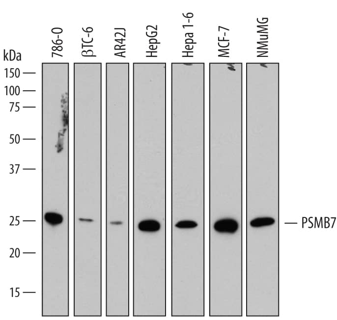 Detection of Human and Mouse PSMB7 antibody by Western Blot.