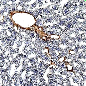 P-Selectin/CD62P antibody in Mouse Liver by Immunohistochemistry (IHC-Fr).