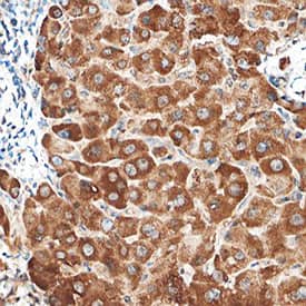 PTEN antibody in Human Liver by Immunohistochemistry (IHC-P).