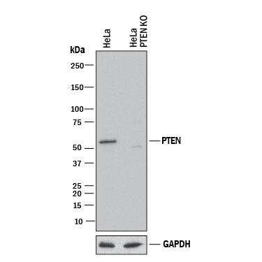 Western Blot Shows Human PTEN Antibody Specificity by Using Knockout Cell Line.