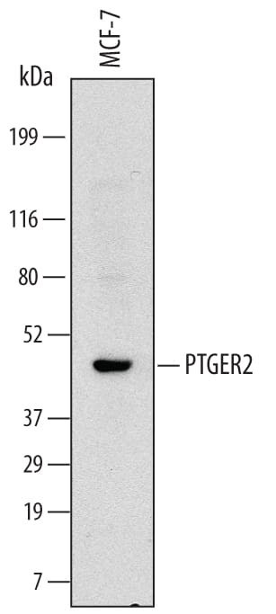 Detection of Human PTGER2 antibody by Western Blot.