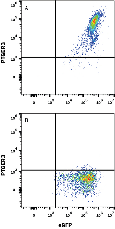 Detection of Cannabinoid PTGER3 antibody in HEK293 Human Cell Line Transfected with Human PTGER3 and eGFP antibody by Flow Cytometry.