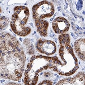 Prostaglandin E Synthase 2/PTGES2 antibody in Human Kidney by Immunohistochemistry (IHC-P).