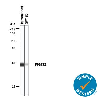 Detection of Human Prostaglandin E Synthase 2/PTGES2 antibody by Simple WesternTM.