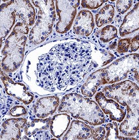 Prostaglandin E Synthase 2/PTGES2 antibody in Human Kidney by Immunohistochemistry (IHC-P).