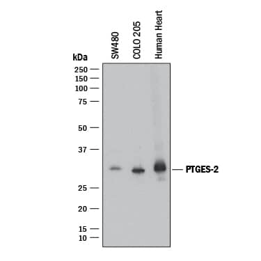 Detection of Human Prostaglandin E Synthase 2/PTGES2 antibody by Western Blot.