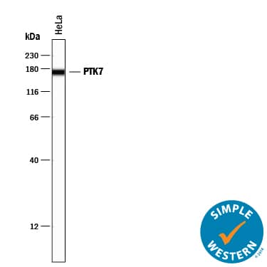 Detection of Human PTK7/CCK4 antibody by Simple WesternTM.
