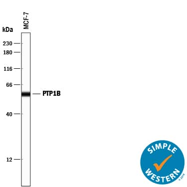 Detection of Human PTP1B antibody by Simple WesternTM.