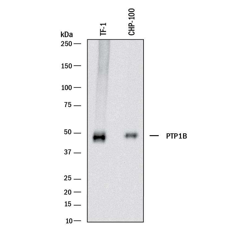 Detection of Human PTP1B antibody by Western Blot.