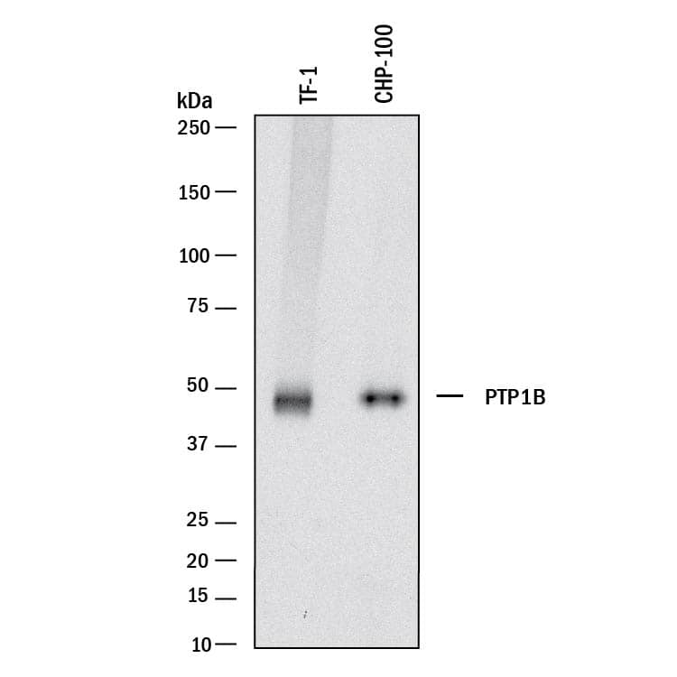 Detection of Human PTP1B antibody by Western Blot.