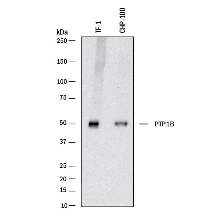Detection of Human PTP1B antibody by Western Blot.
