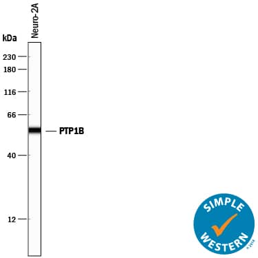 Detection of Mouse PTP1B antibody by Simple WesternTM.