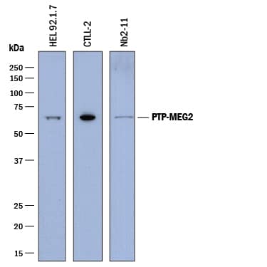 Detection of Human, Mouse, and Rat PTP-MEG2 antibody by Western Blot.