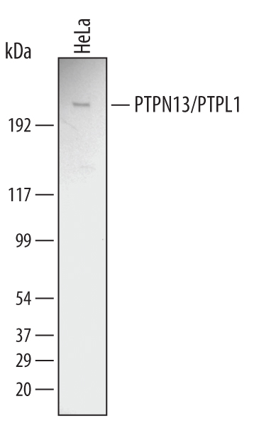 Detection of Human PTPN13/PTPL1 antibody by Western Blot.