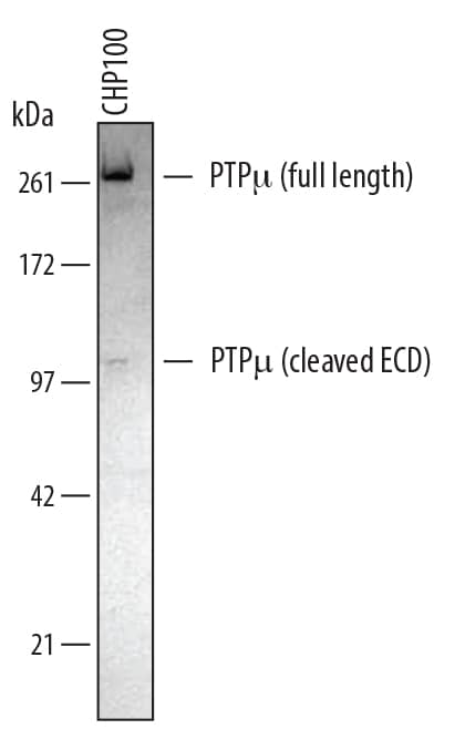 Detection of Human PTPµ/PTPRM antibody by Western Blot.