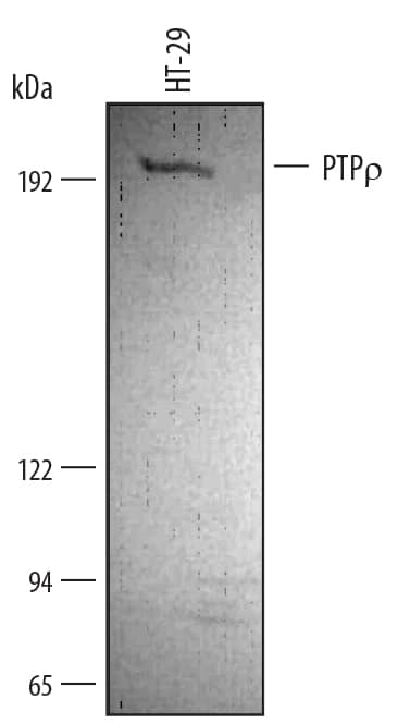 Detection of Human PTP?/PTPRT antibody by Western Blot.