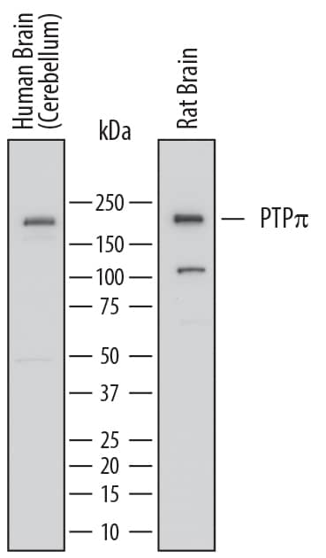 Detection of Human and Rat PTPp/PTPRU antibody by Western Blot.