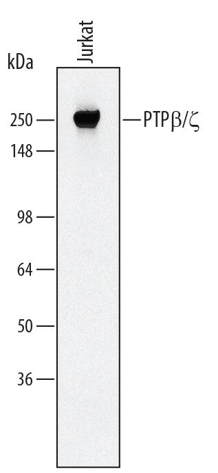 Detection of Human PTP beta/?/PTPRZ antibody by Western Blot.