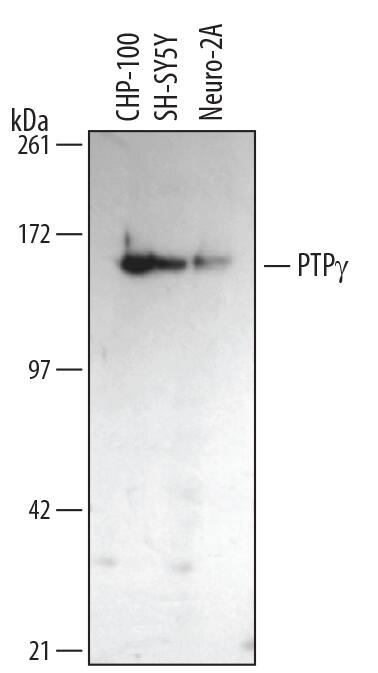 Detection of Human and Mouse PTP?/PTPRG antibody by Western Blot.