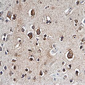 PTP beta/?/PTPRZ antibody in Human Brain by Immunohistochemistry (IHC-P).